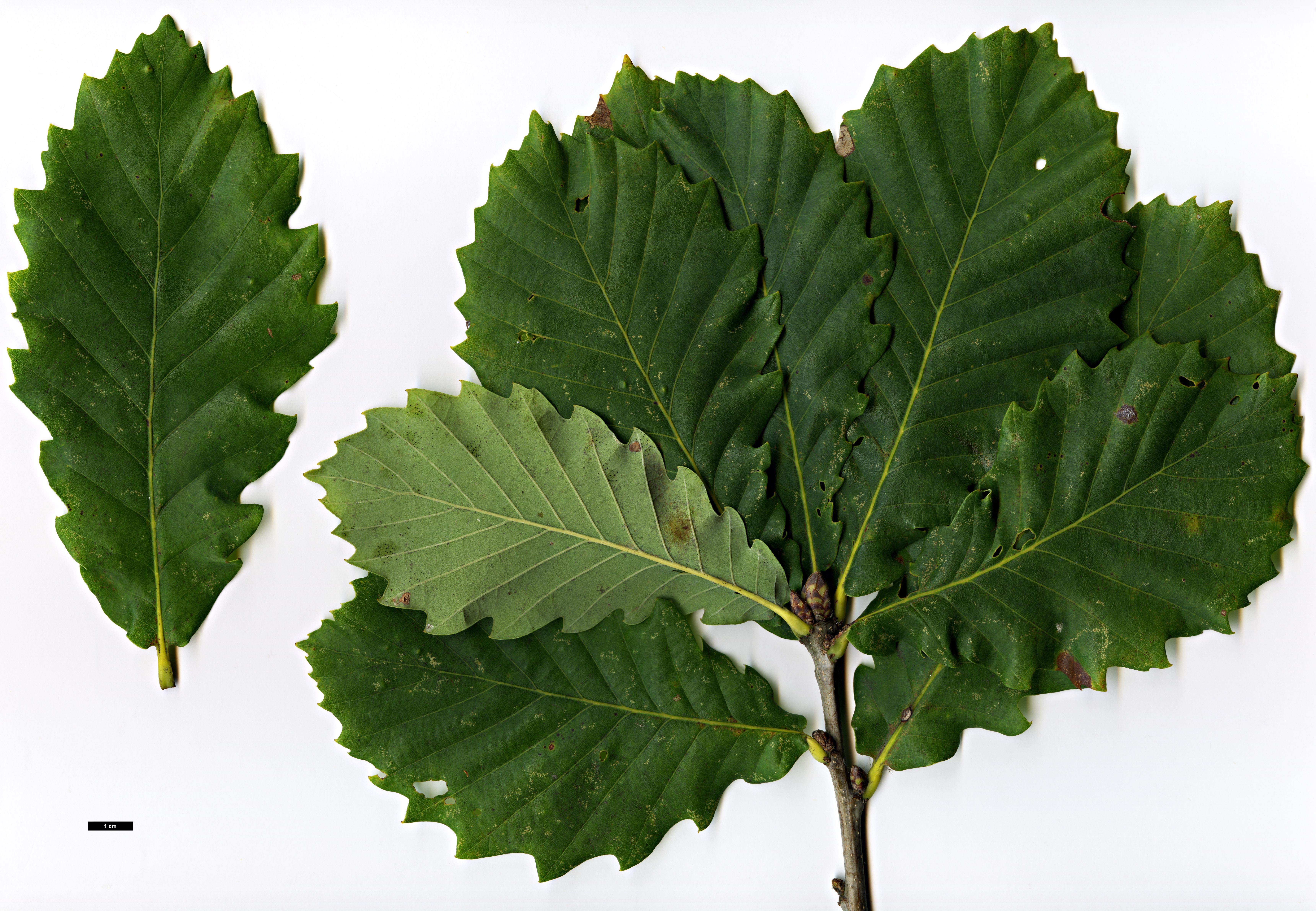 High resolution image: Family: Fagaceae - Genus: Quercus - Taxon: ×hickelii - SpeciesSub: 'Giesselhorst' (Q.pontica × Q.robur)